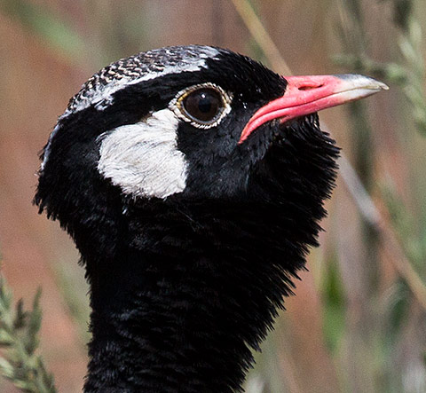 Northern Black Korhaan male head